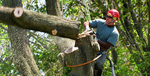 Tree Removal and Stump Grinding 1 Tree Removal and Stump Grinding 1
